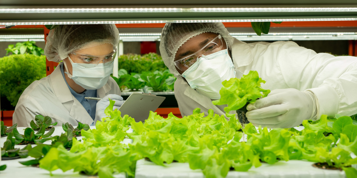 two people inspecting lettuce